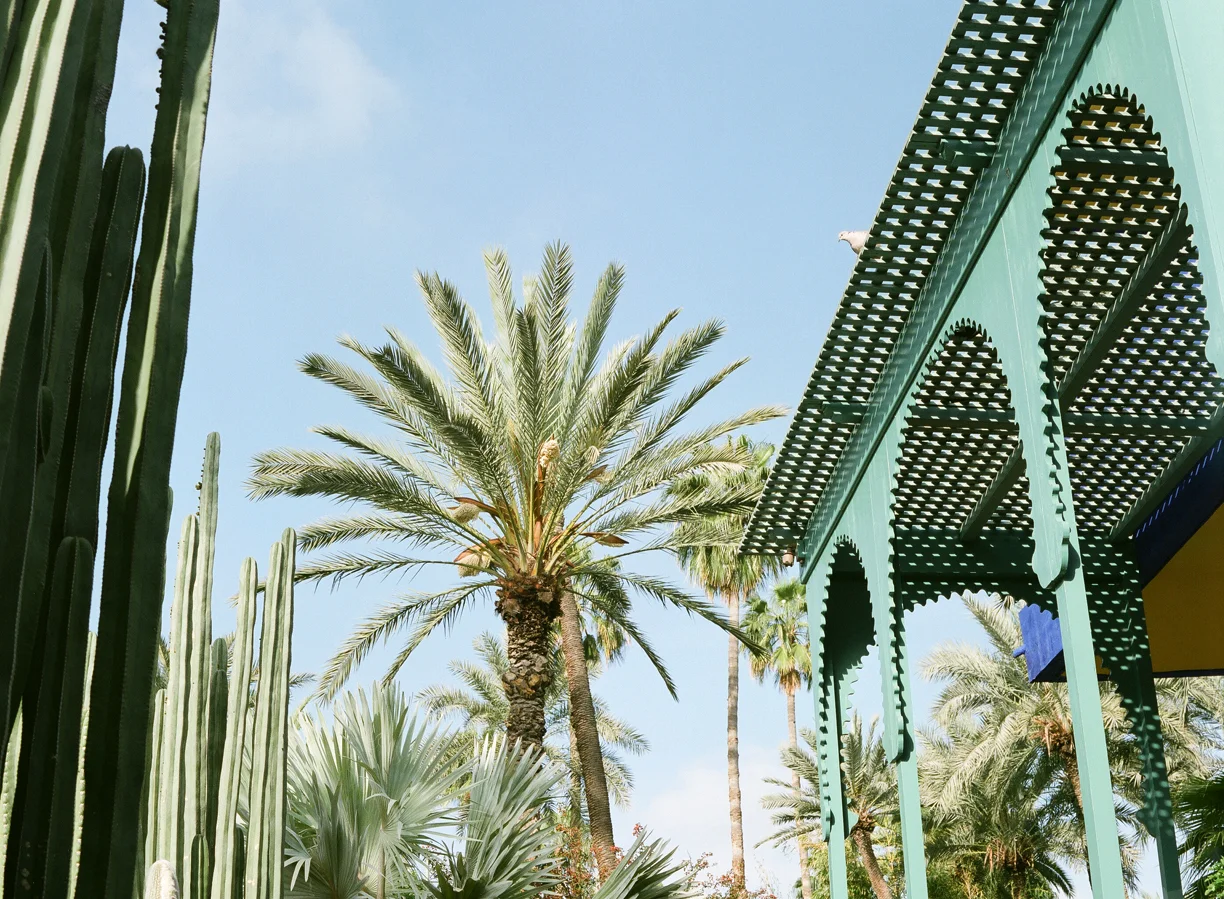 Palm Tree and Sitting Pigeon at Jardin Majorelle_web.jpg