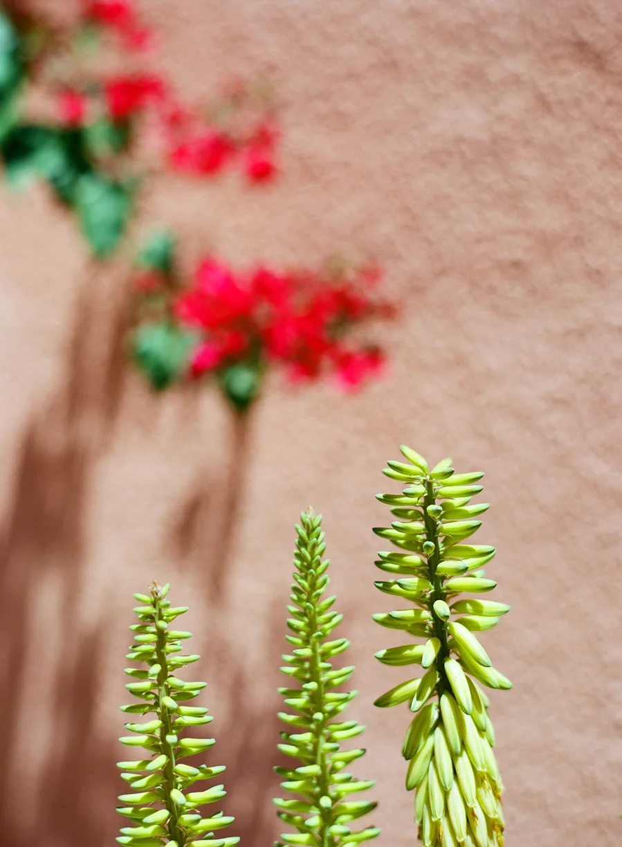 Yellow Plants and Pink Wall outside of YSL Museum_web.jpg