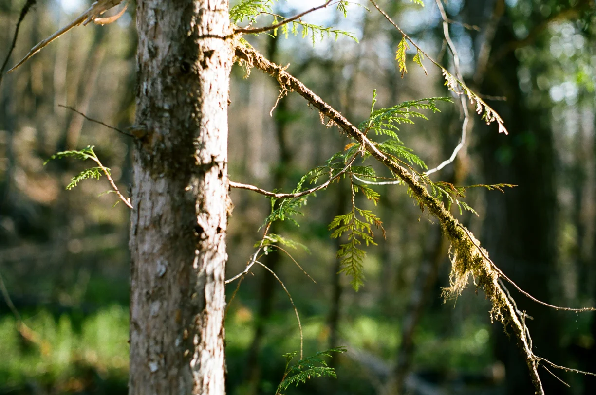 Sunlit Skinny Tree Branches with Green Moss_Campsite_web.jpg
