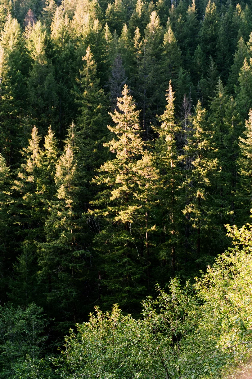 Pine Trees and Dusk Lighting_Off Side of Road_web.jpg