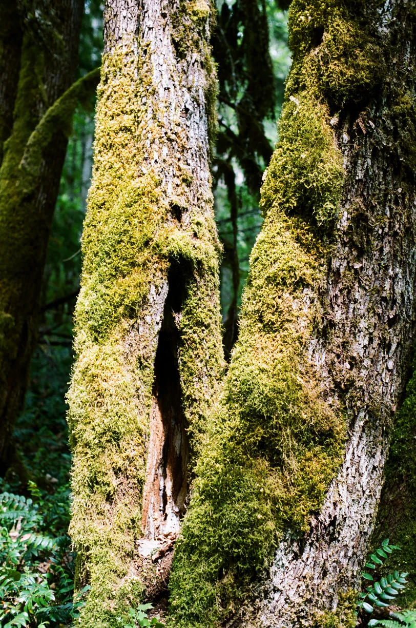 2 Mossy Tree Trunks_Trail_N Cascades_web.jpg