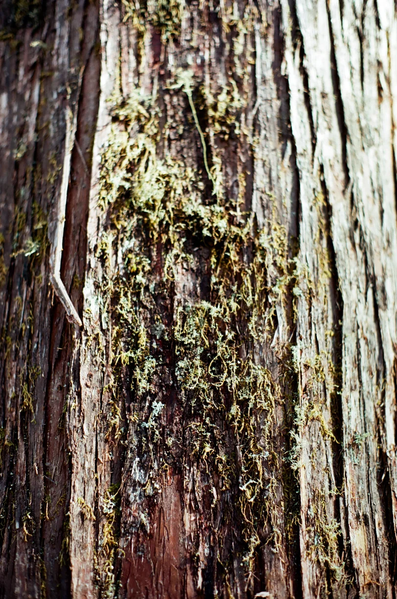 Green Moss on Tree Bark_Vertical_web.jpg