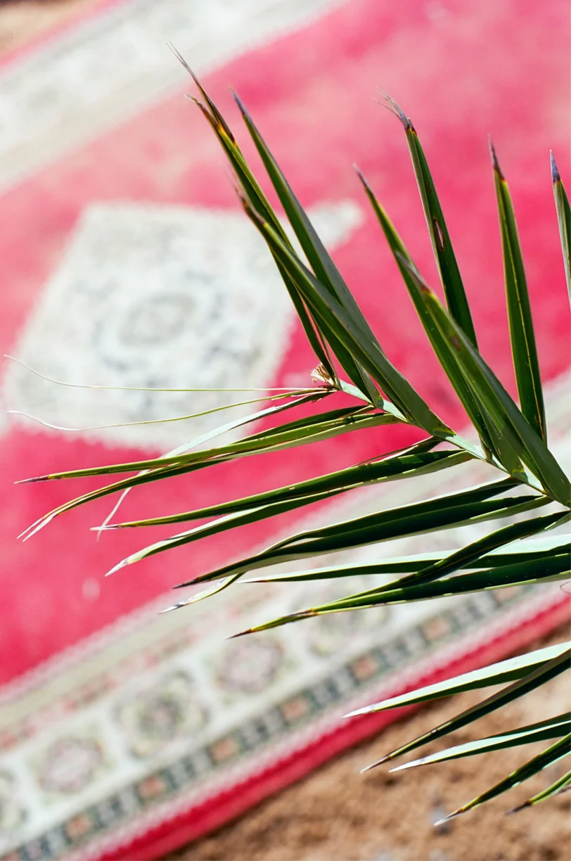 Plant and Red Rug_Sahara Desert Luxury Camp_web.jpg