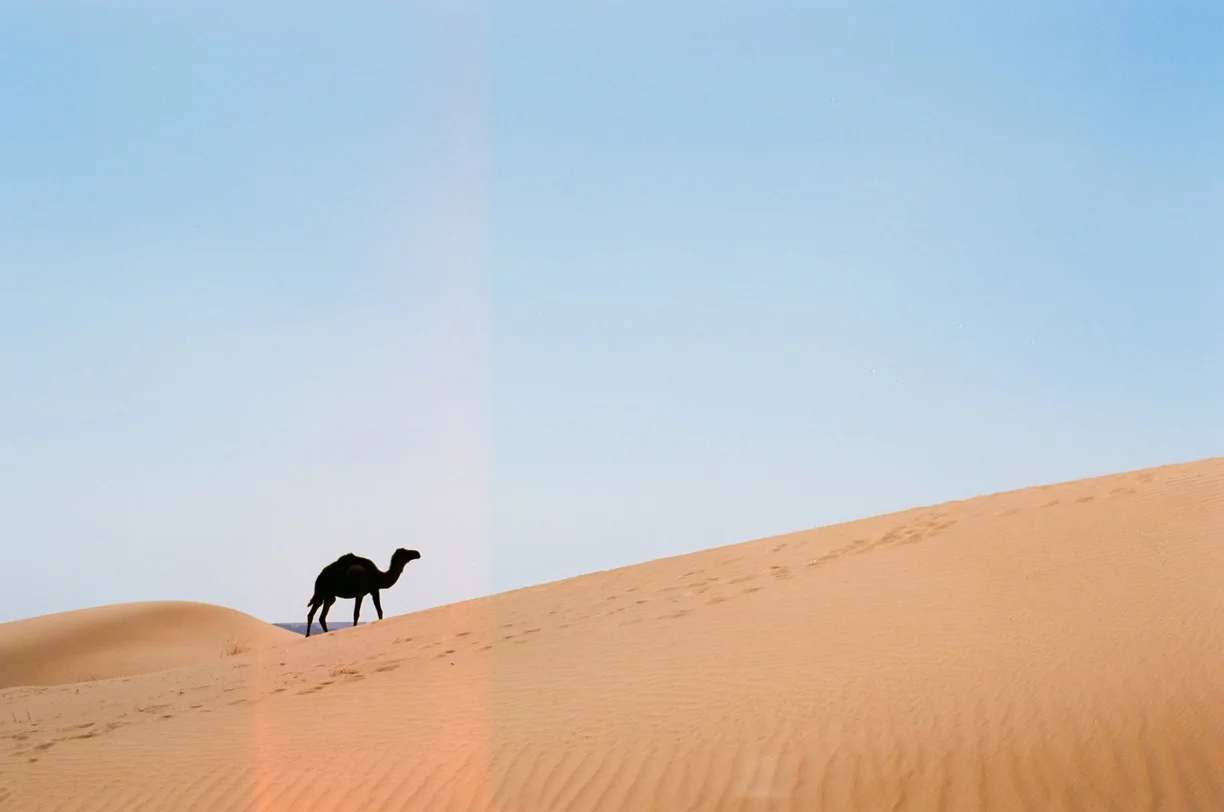 Wild Camel Silhouette Going Behind Dune_Light Leak_web.jpg