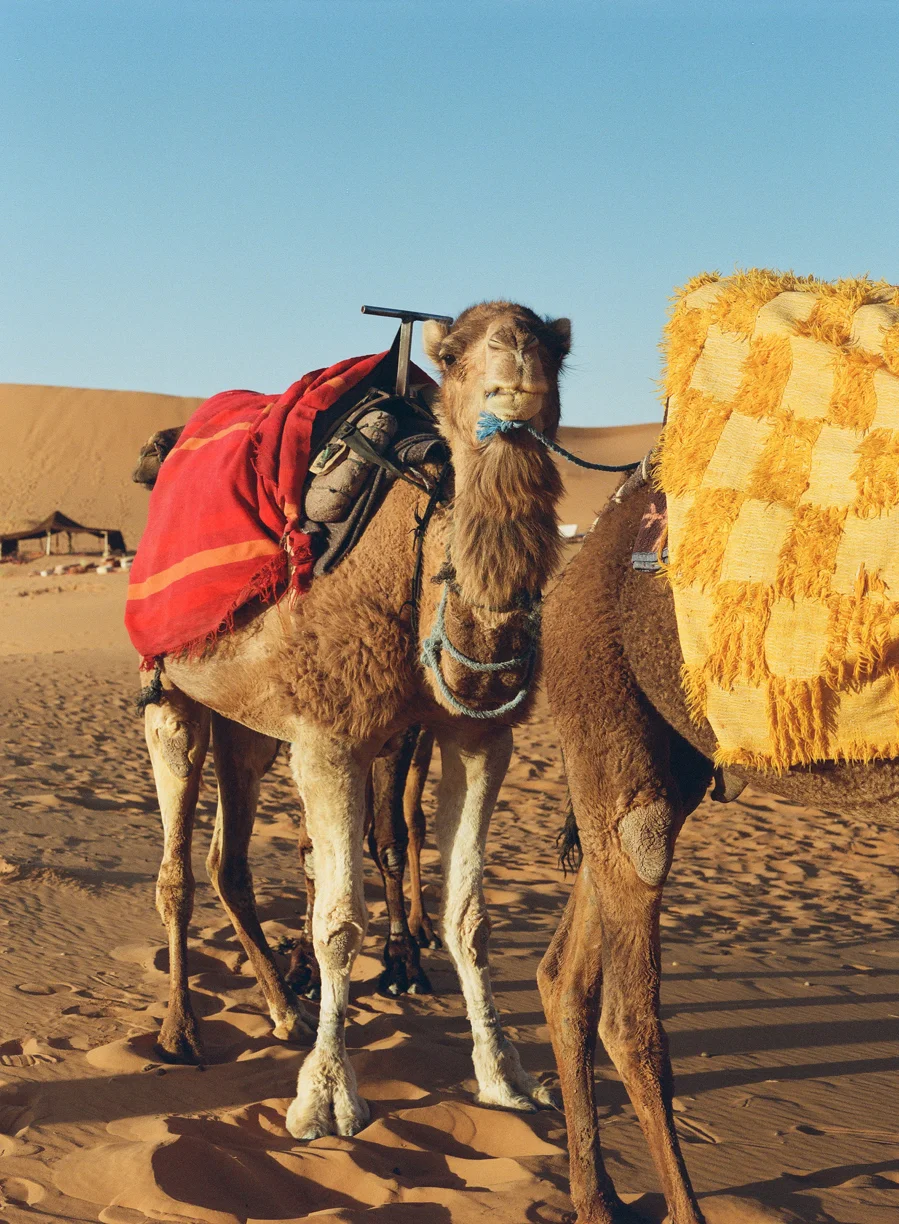 Angry Snarl Camel at Dusk_web.jpg