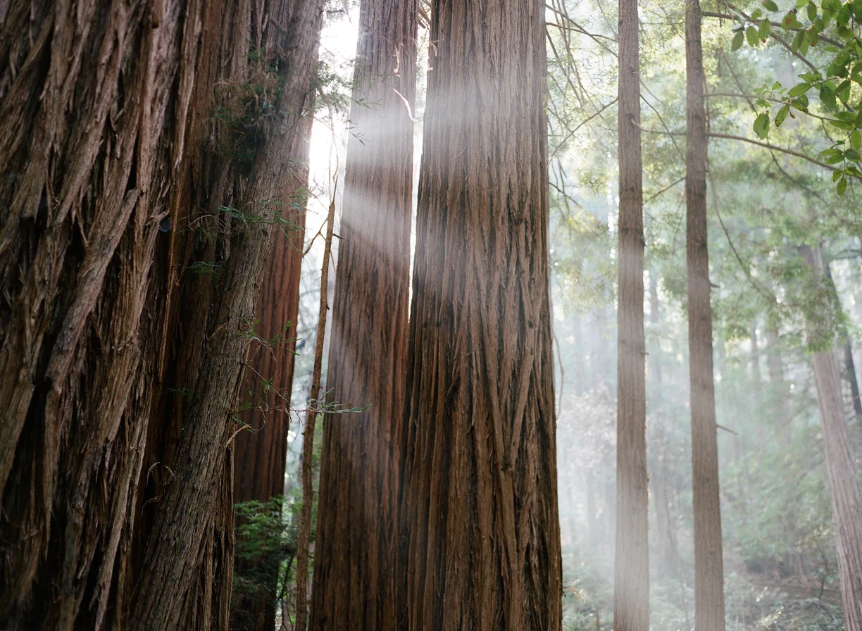 Light Rays behind Redwoods_horizontal Muir Woods_web.jpg