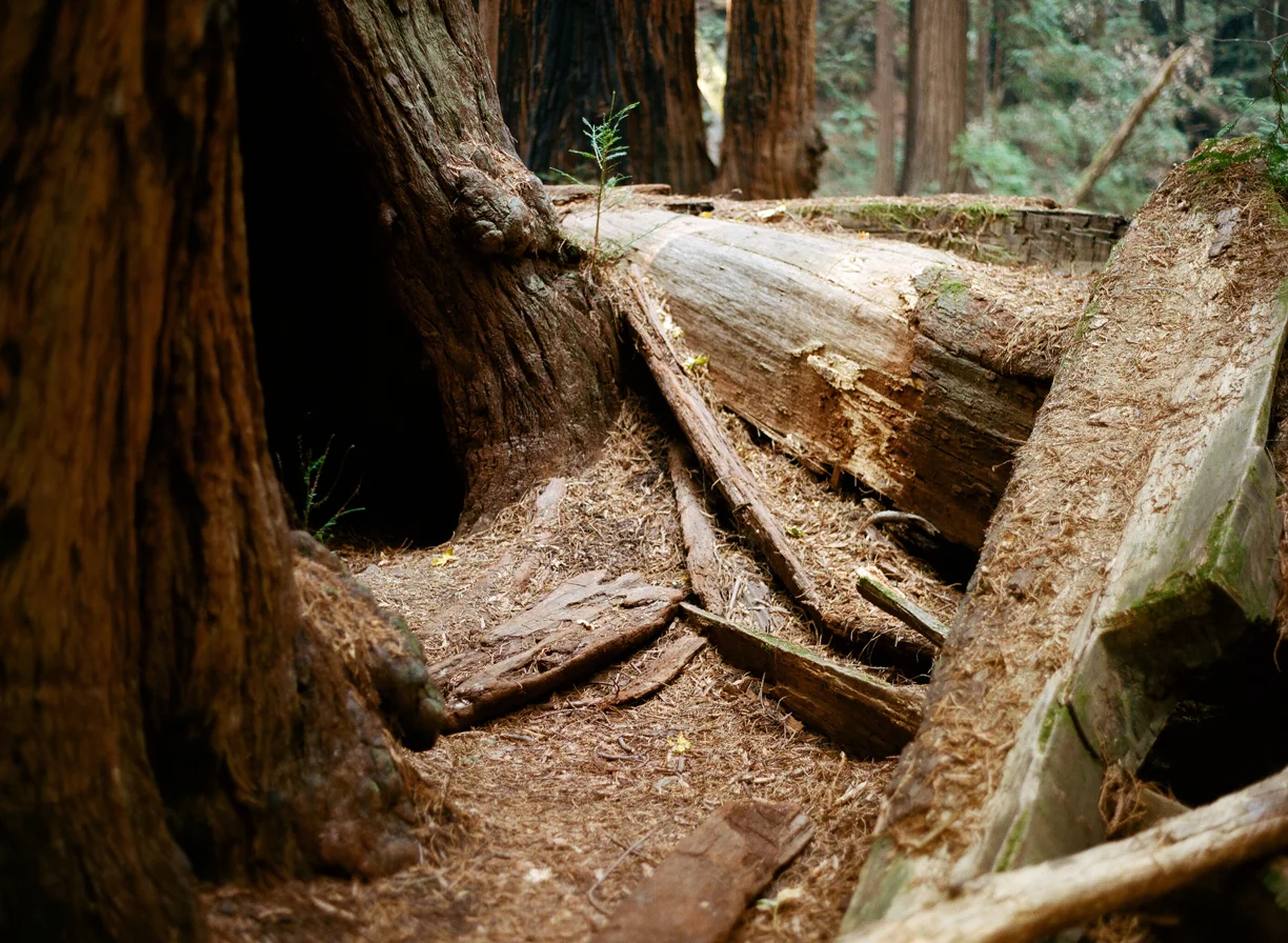 Tree bark and dust_downed redwood_Muir Woods_web.jpg