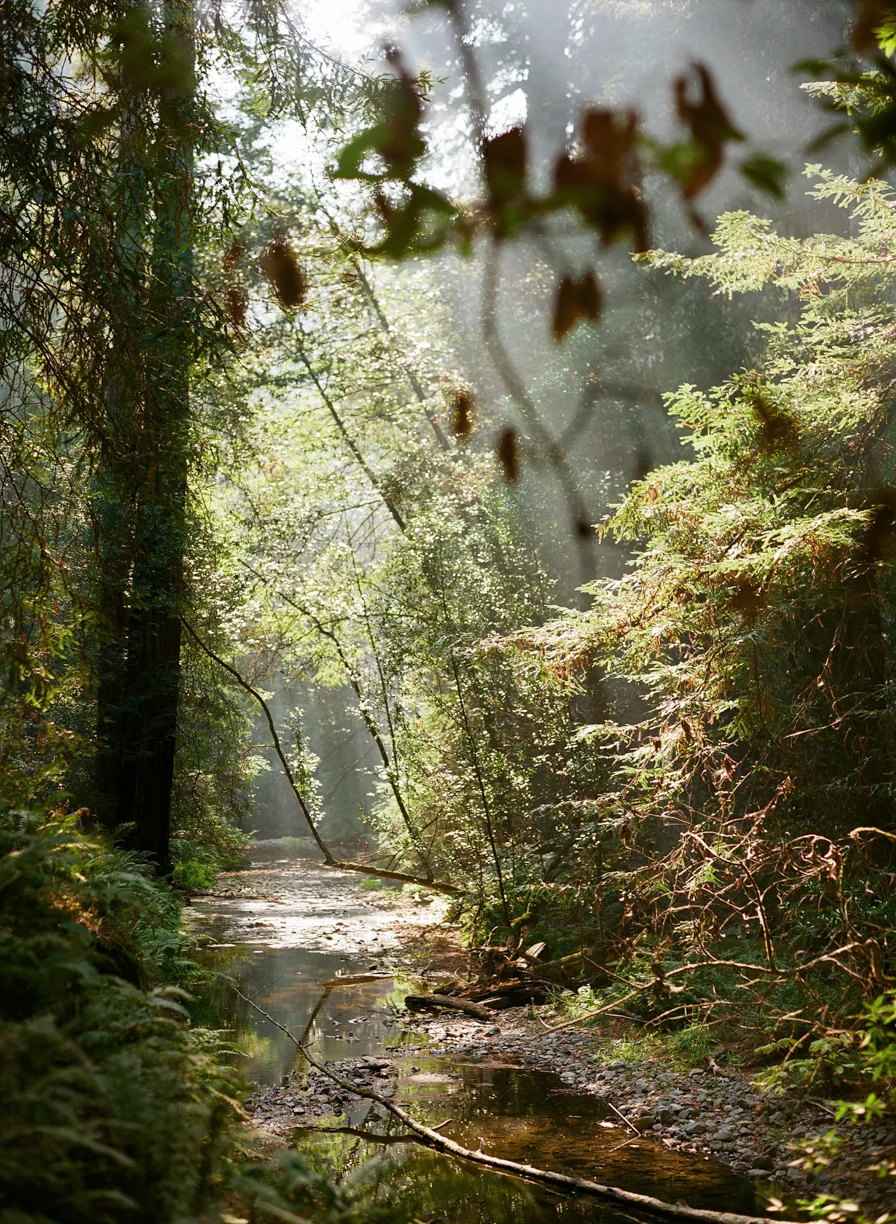 Light Coming Down on Stream in Muir Woods_vertical_web.jpg