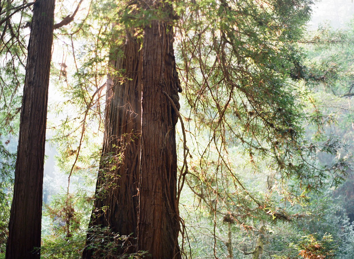 Redwoods and Light Rays_horizontal_web.jpg