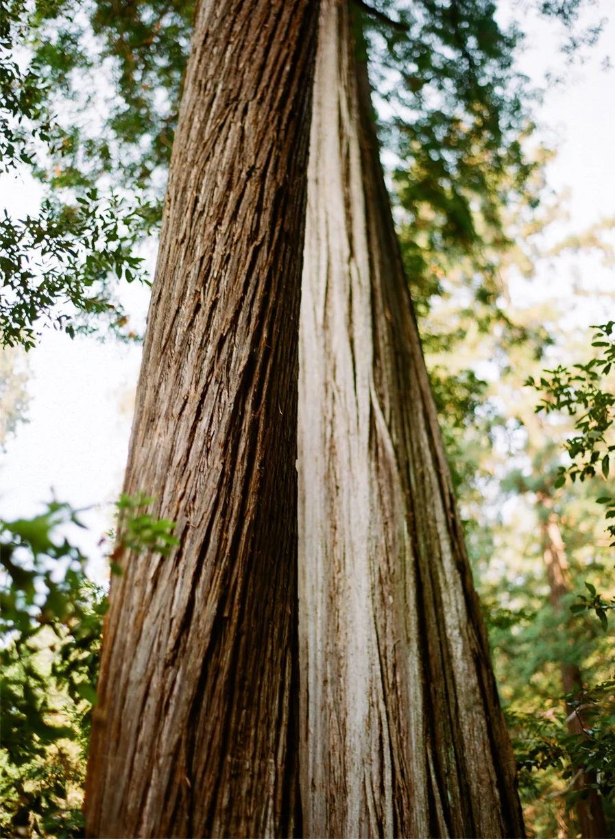 Redwood Bark_Hollowed Inside_Looking Up_web.jpg