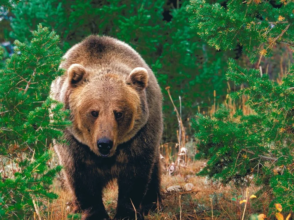 Forest_Wild_Grizzly_Bear-1600x1200.jpg