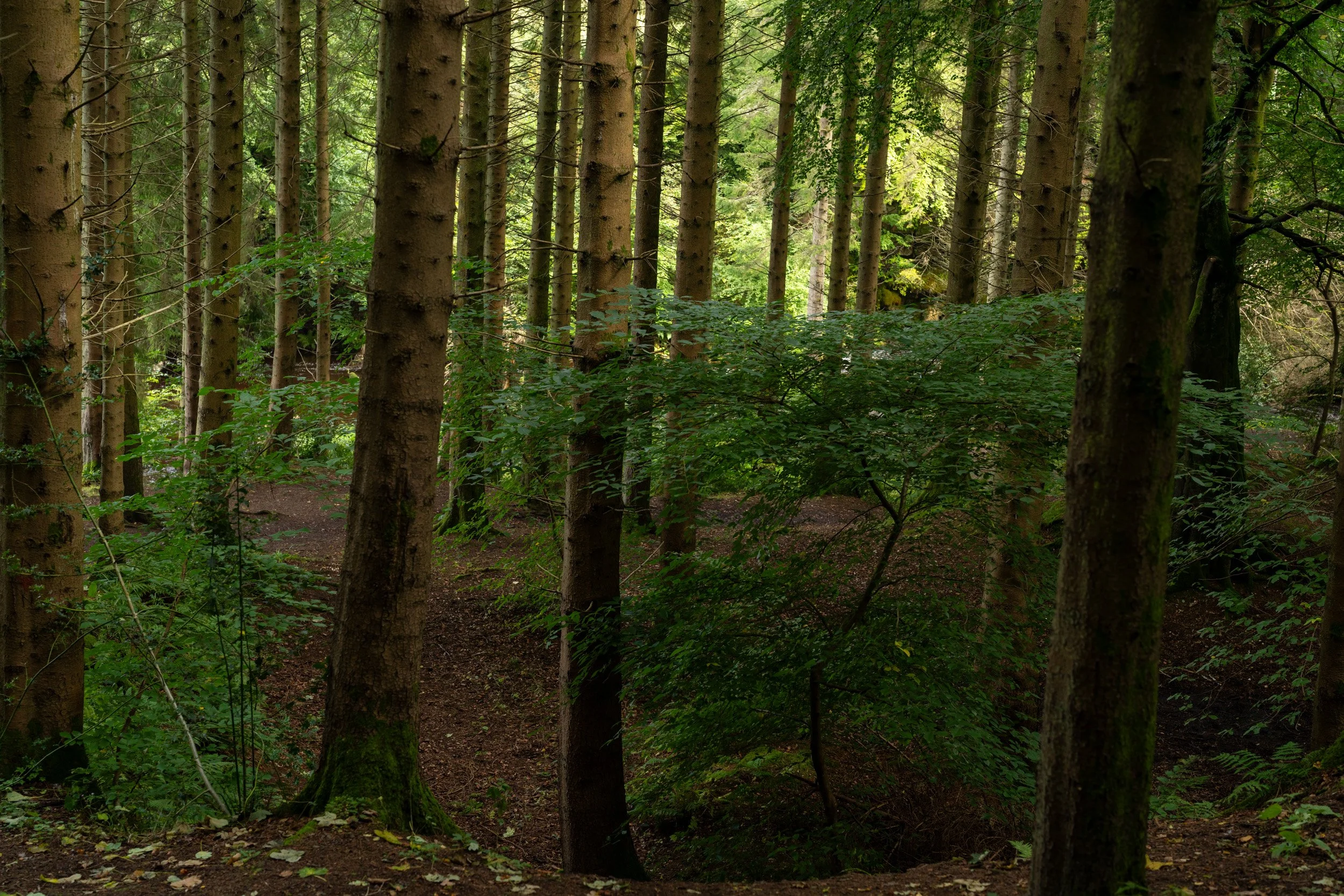 Calderglen Country Park