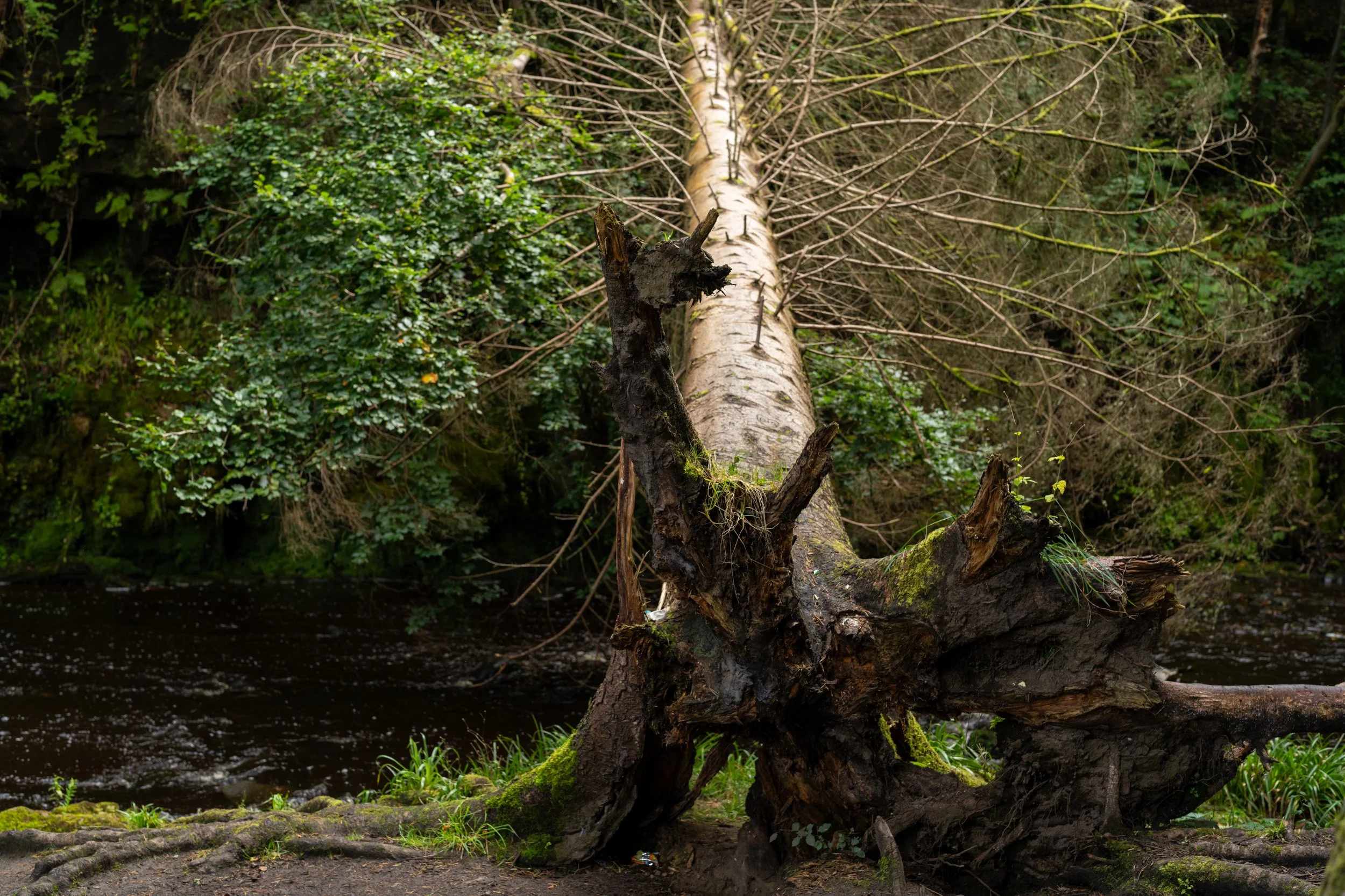 Calderglen Country Park