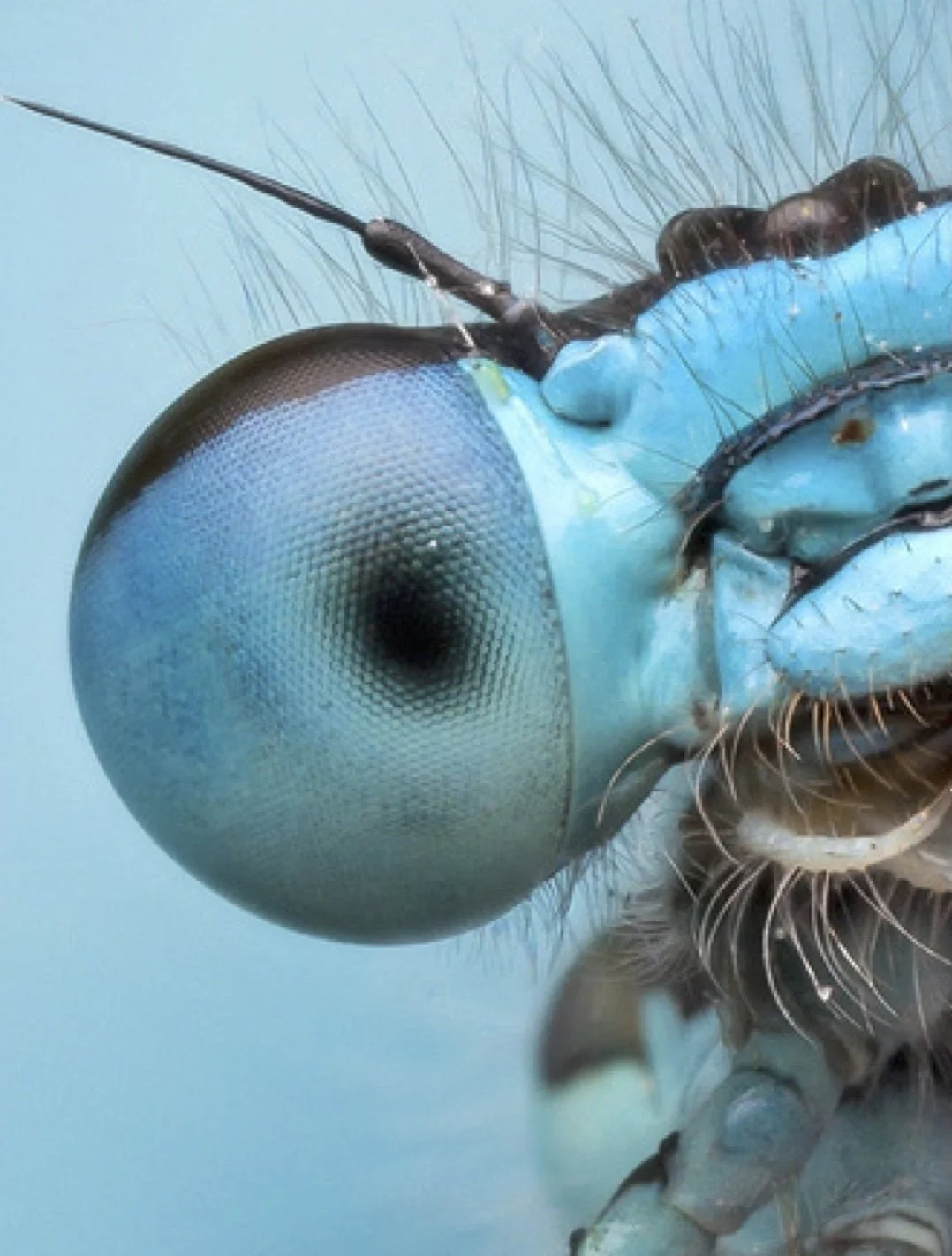 Dragonfly Title.jpeg