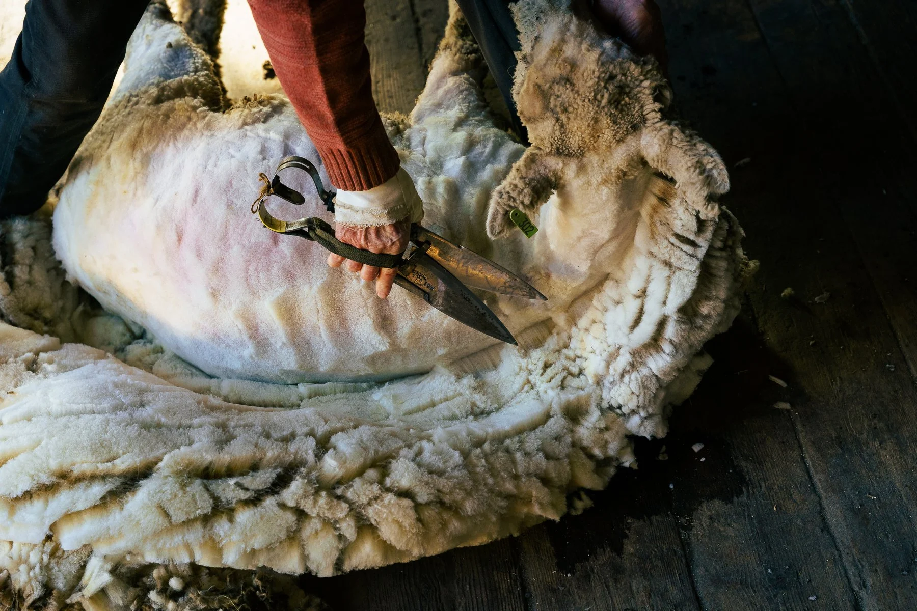 10_AdrienBisson_Shearing.jpg
