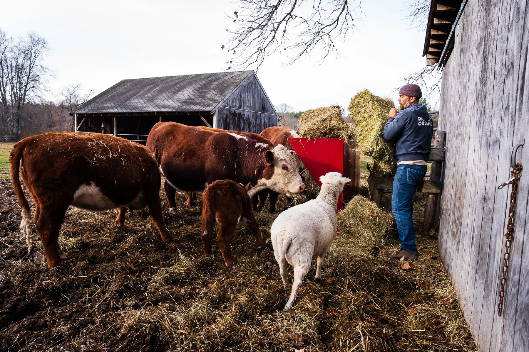 02_AdrienBisson_Cows and a sheep.jpg
