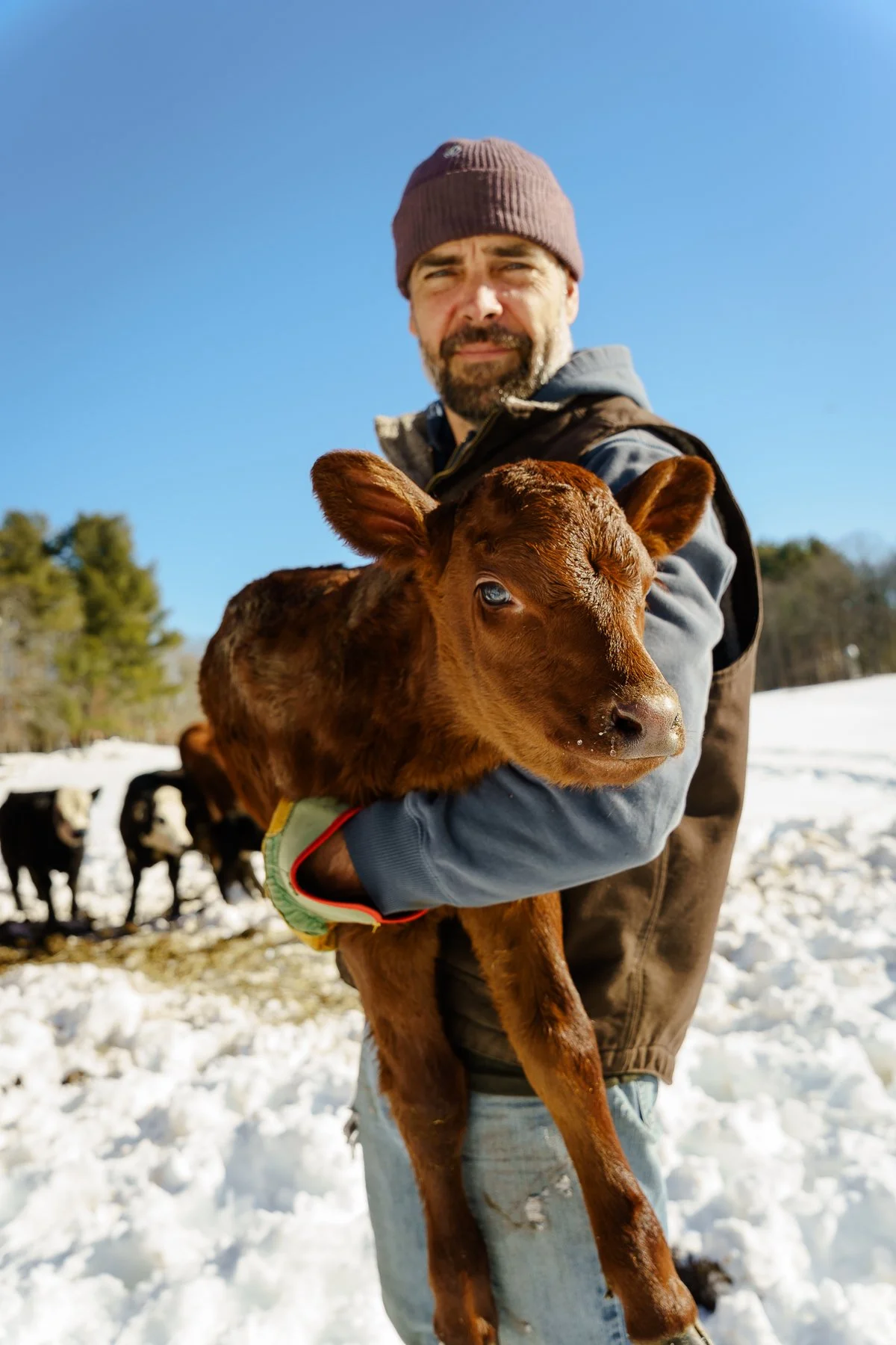 13_AdrienBisson_Andrew and a new calf.jpg