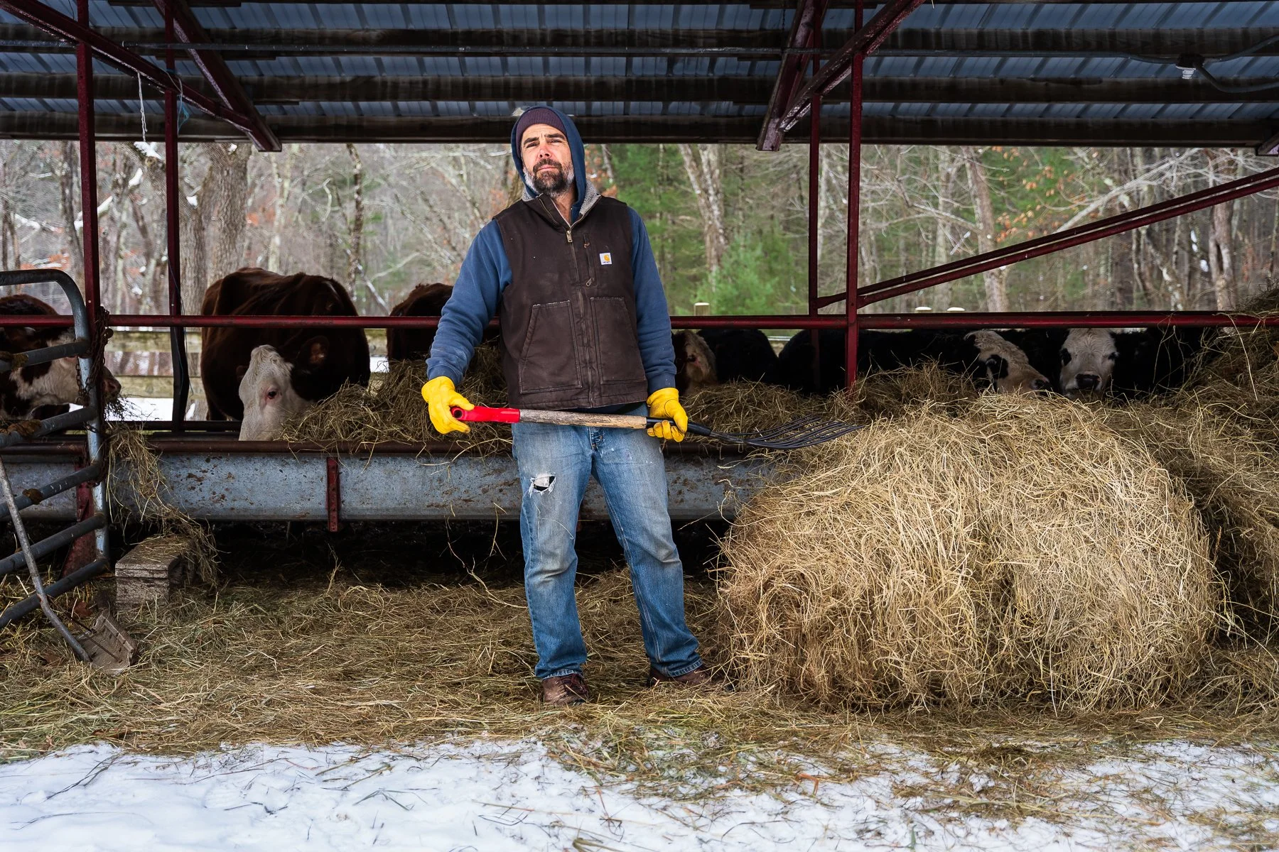 08_AdrienBisson_Andrew and the cows.jpg