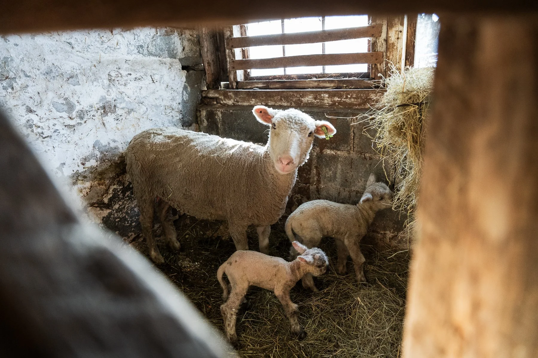 19_AdrienBisson_Lambing season.jpg