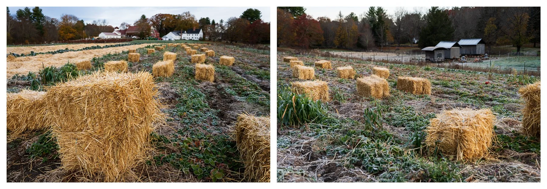 04_AdrienBisson_Winter mulching.jpg
