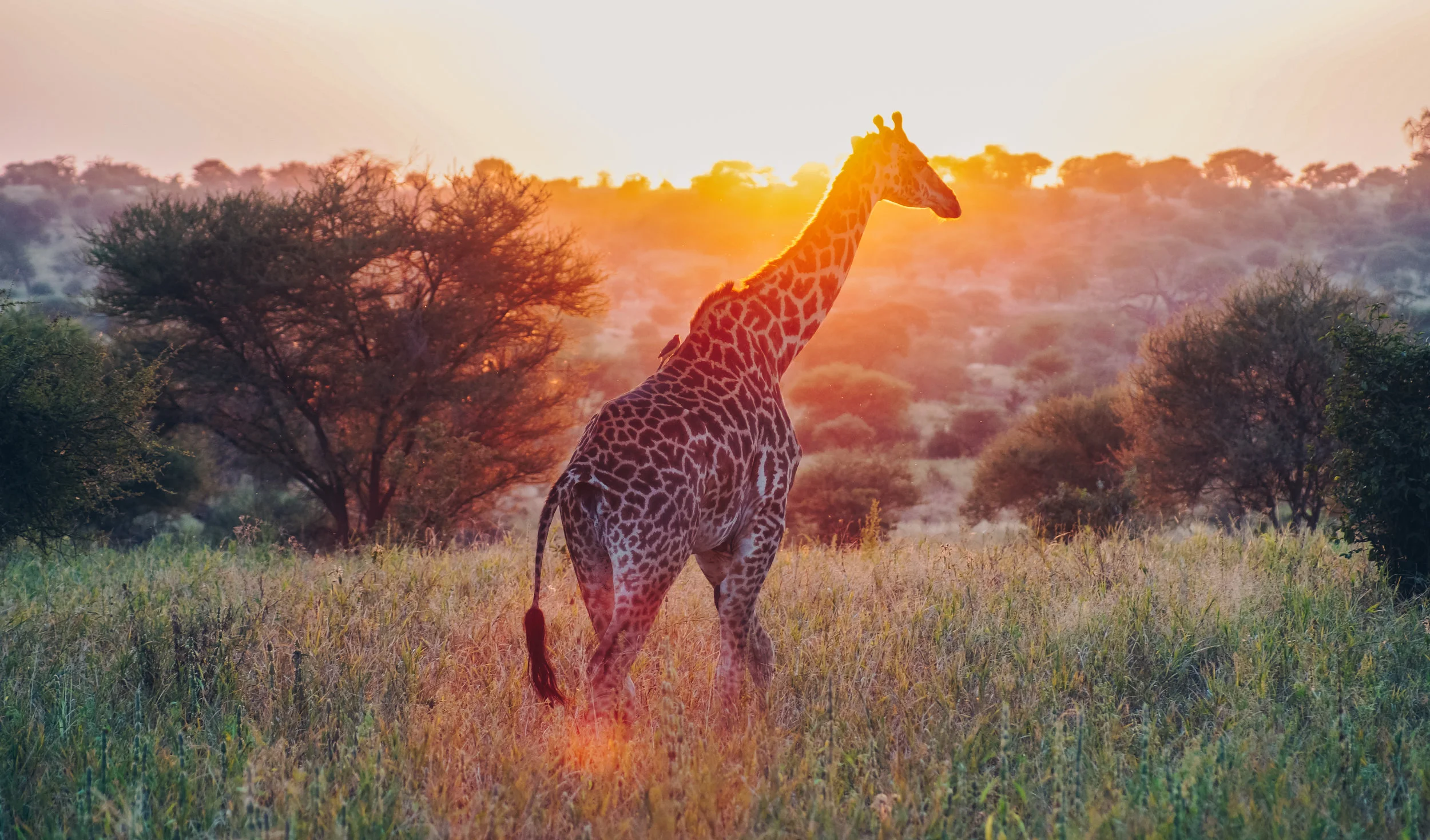 TZSafari (24 of 40).jpg