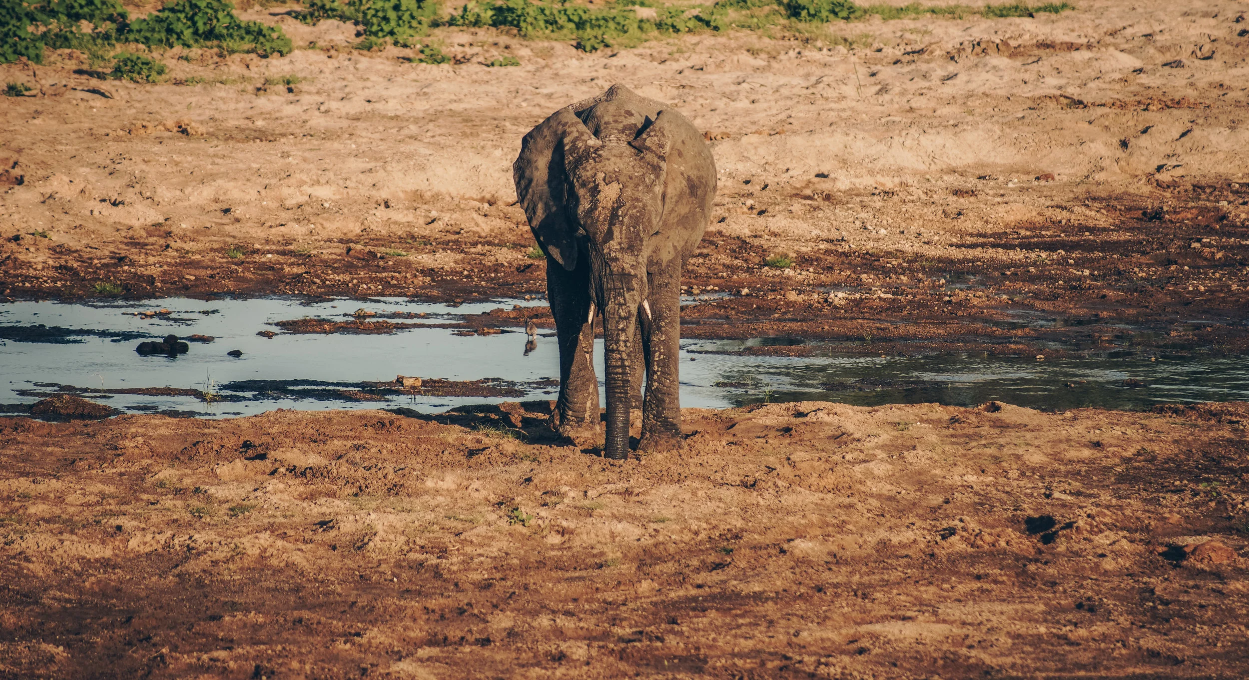 TZSafari (21 of 40).jpg