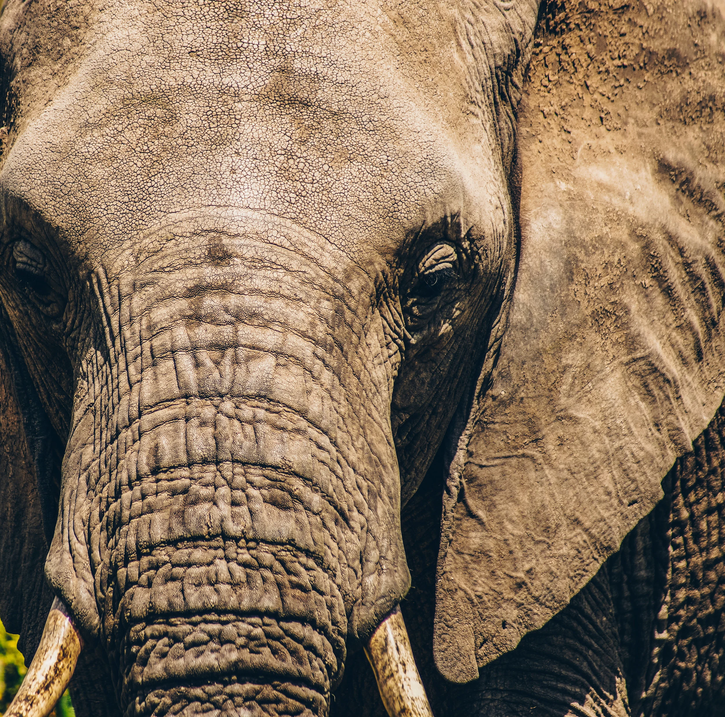 TZSafari (34 of 40).jpg