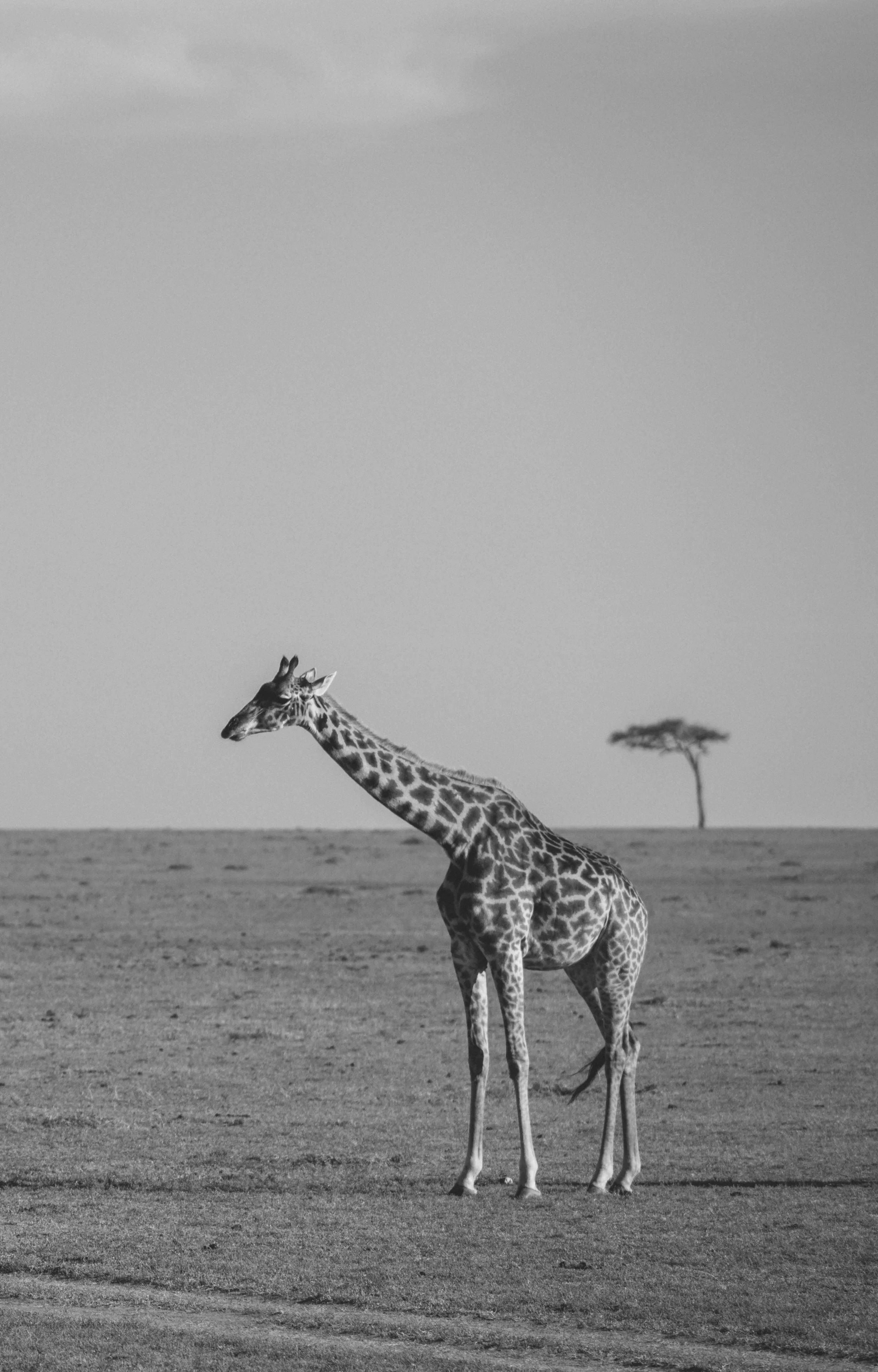 TyzimboTurkana-189.jpg