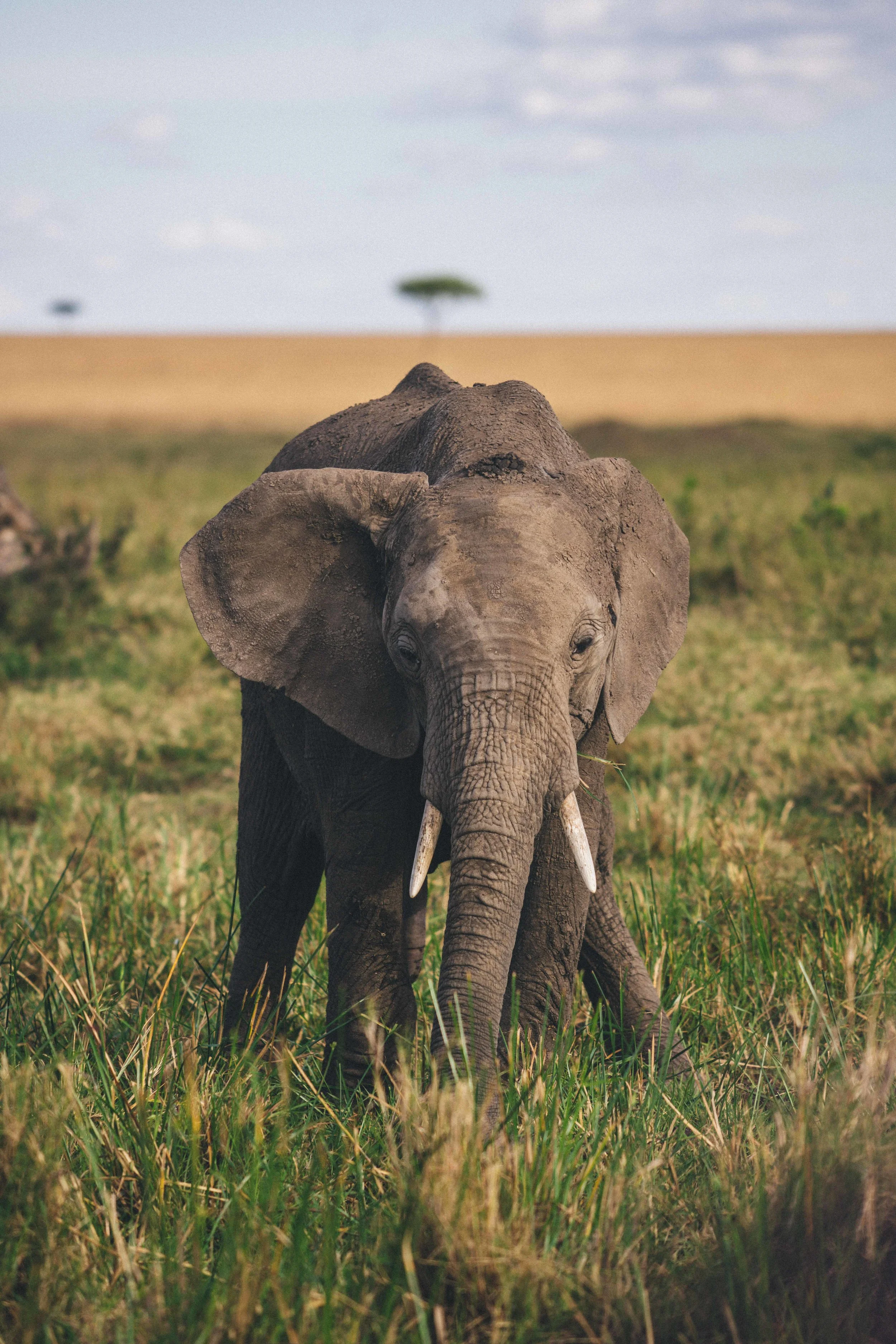 SafariPM-10.jpg