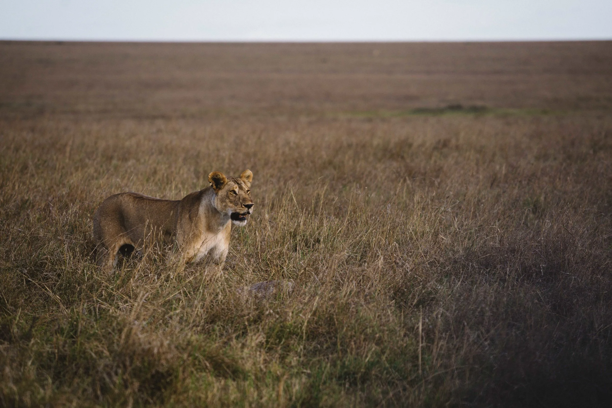 SafariPM-46.jpg