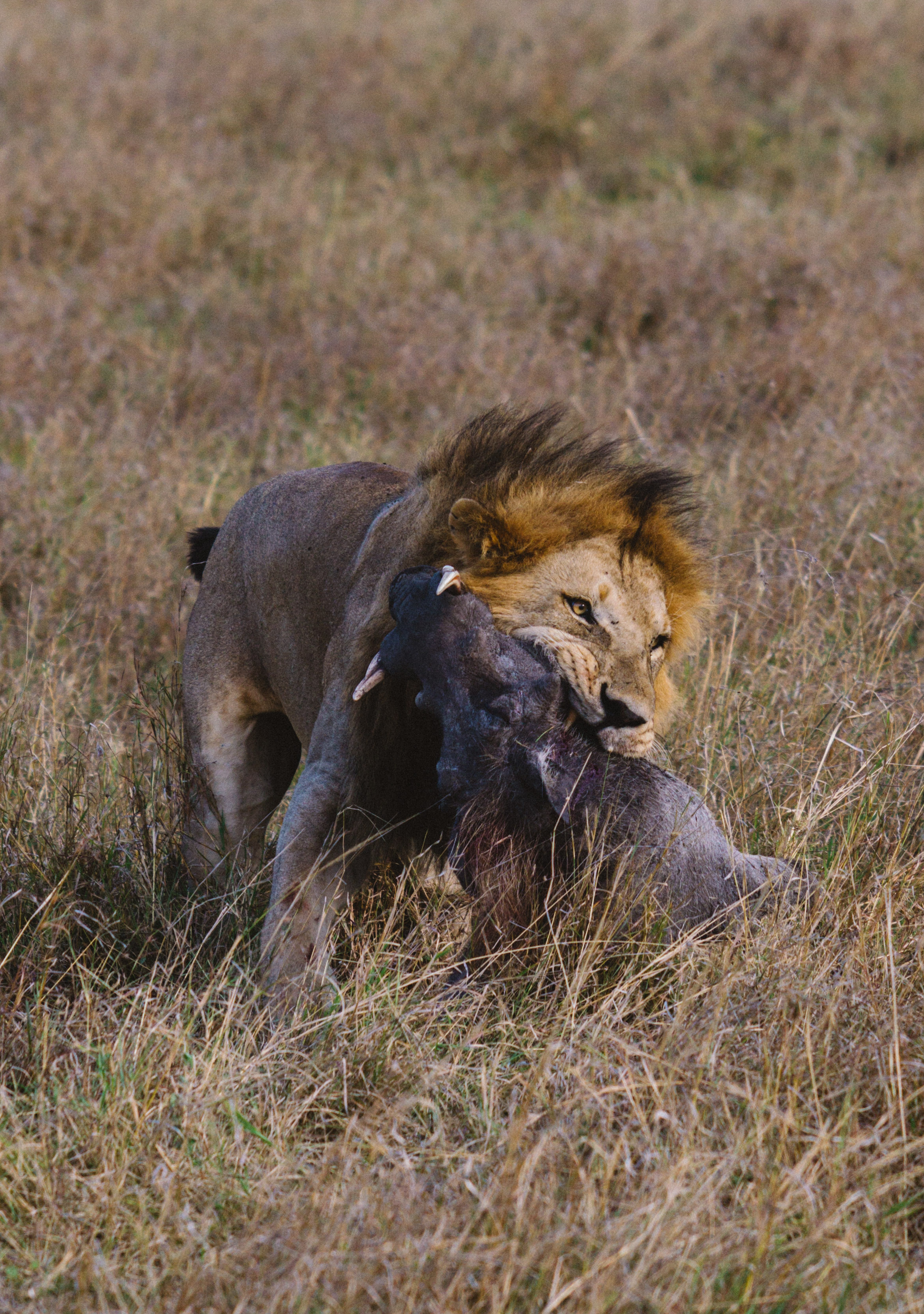 SafariPM-64.jpg