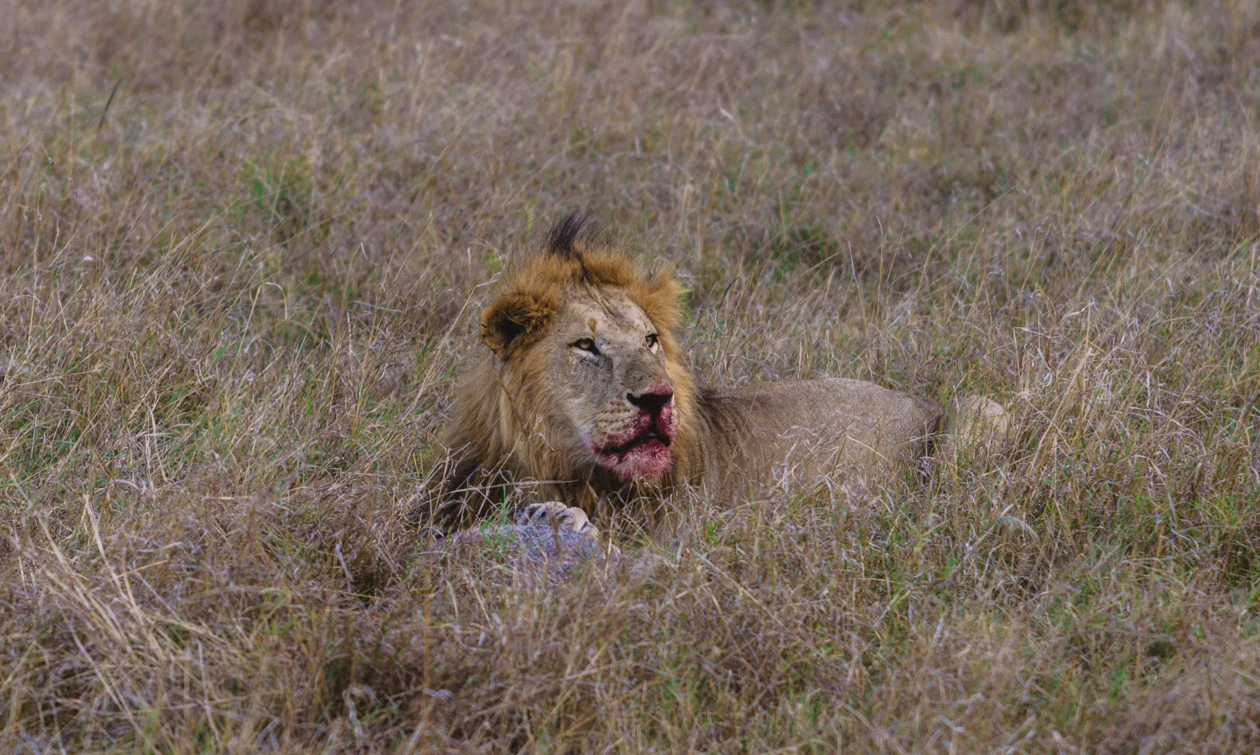 SafariPM-67.jpg