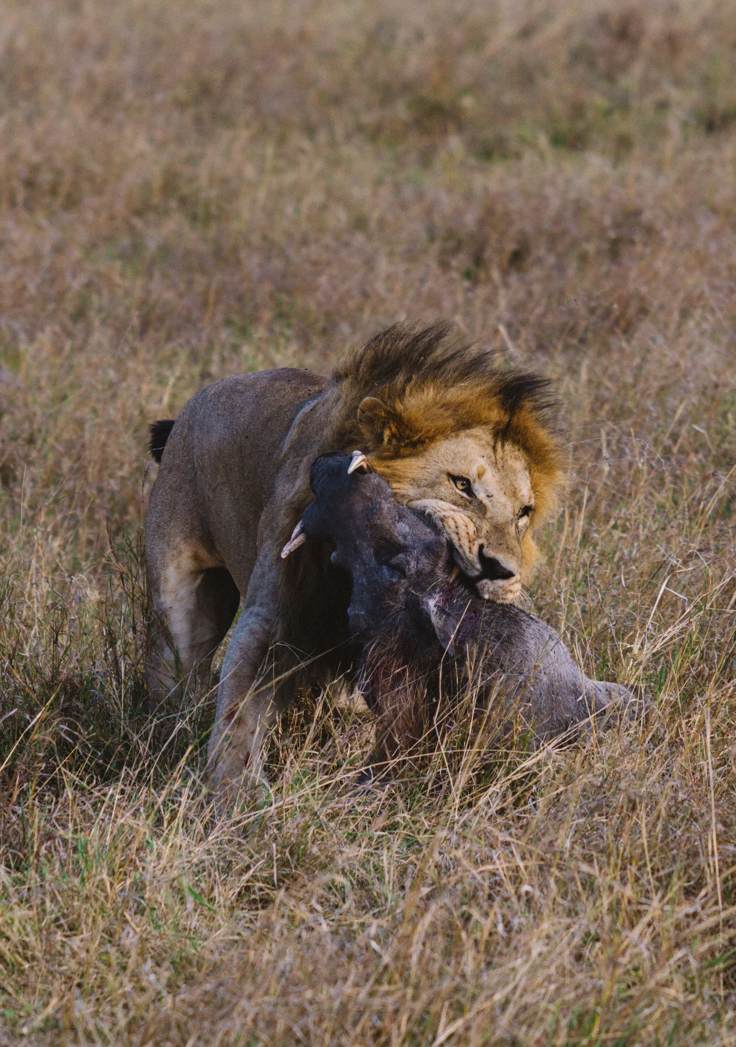 SafariPM-64.jpg