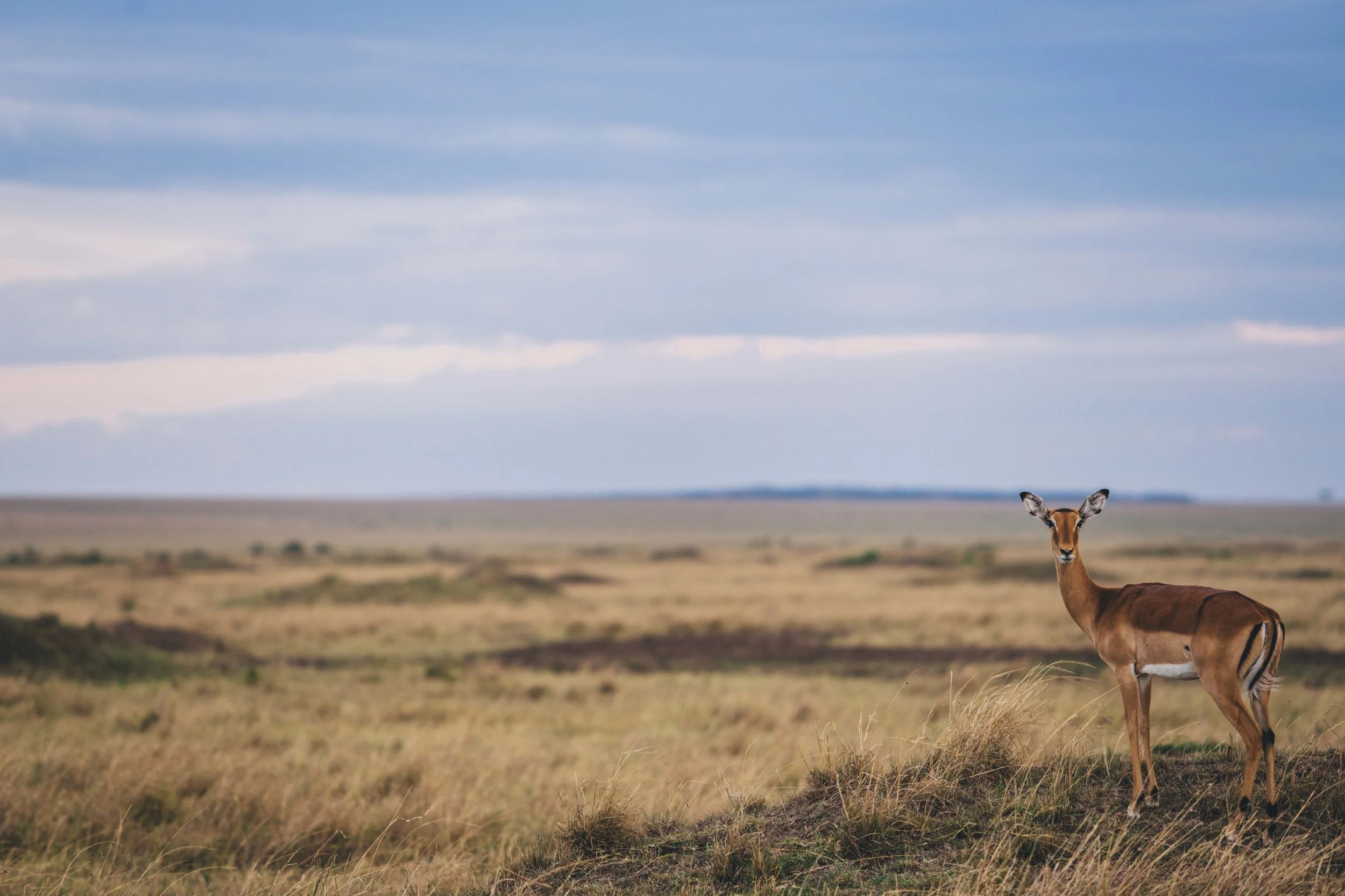 SafariPM-72.jpg