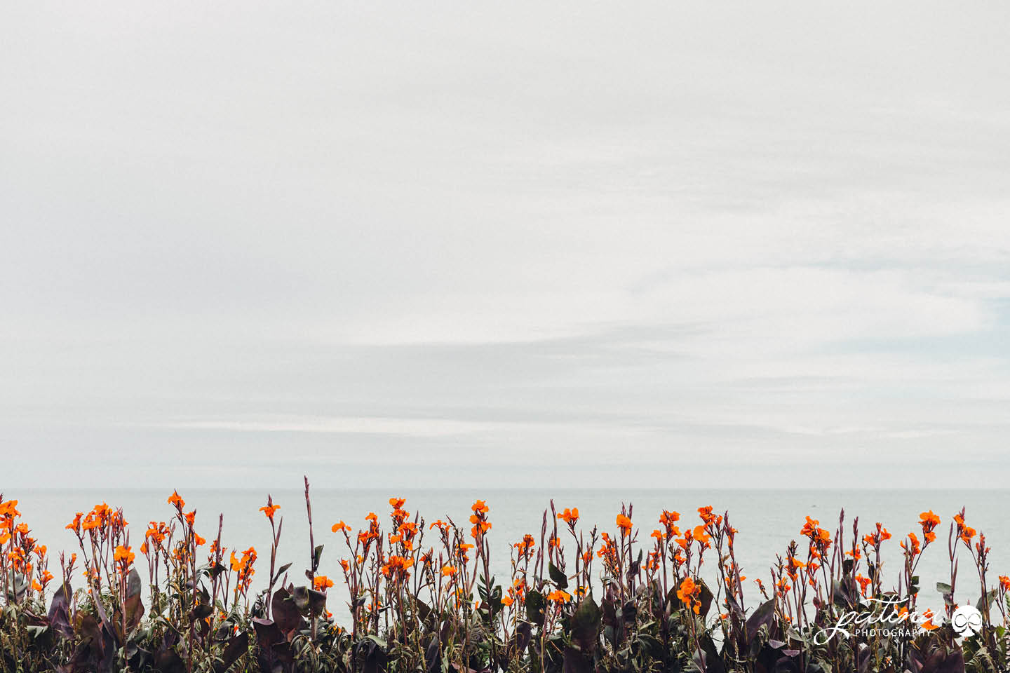 New Plymouth Wedding Details