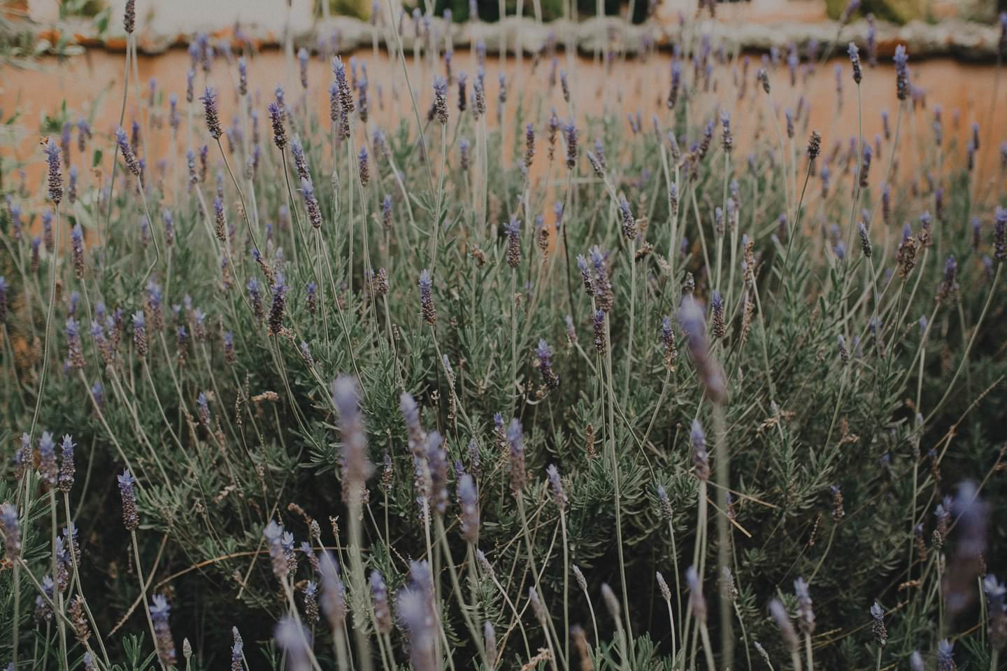 Lavender, spring wedding at the Milk Station, Otaki