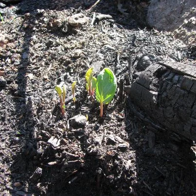 New growth from the ashes of the Waldo Canyon fire in Colorado.