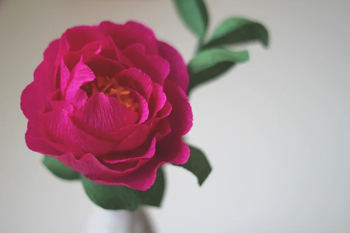 fusia_single_front_01.jpg
