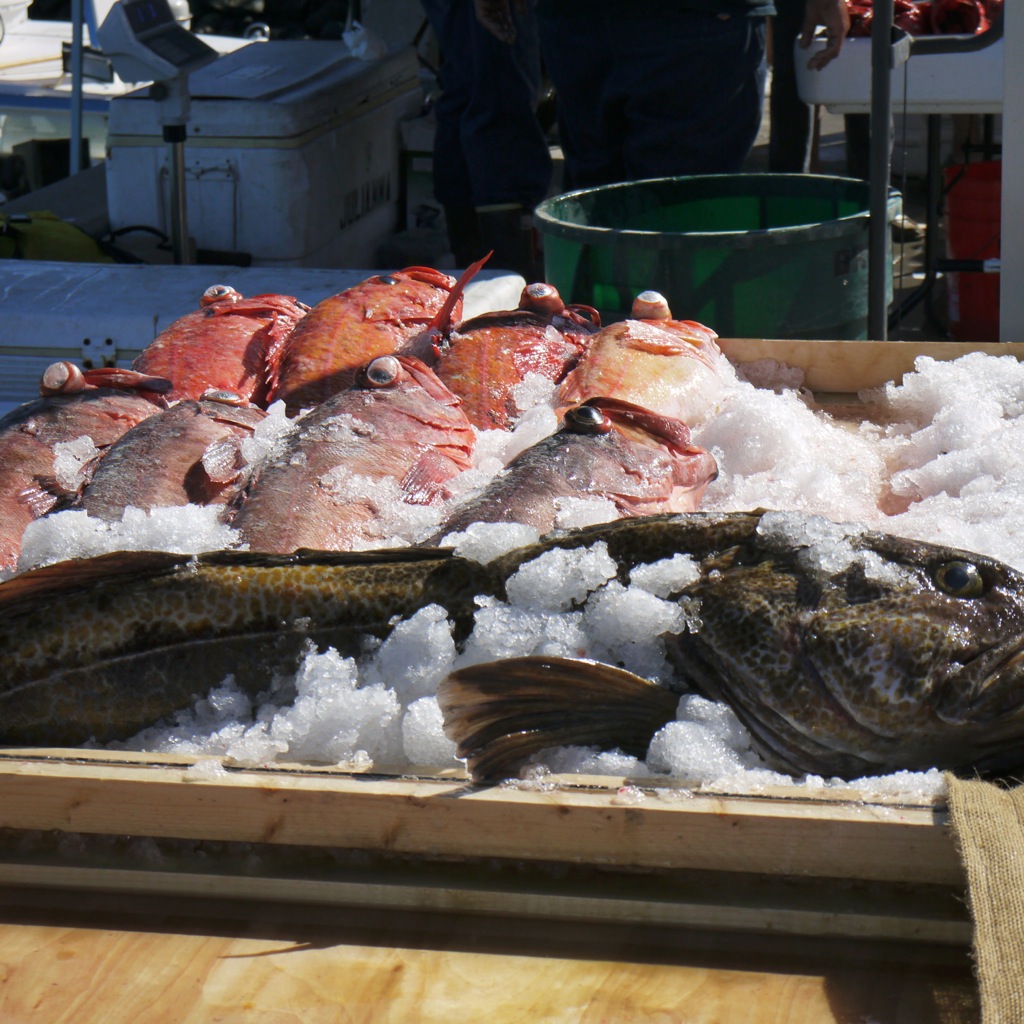 2014-08-16 THDM-fish!.jpeg