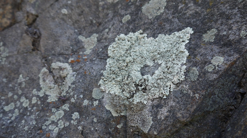 lichens