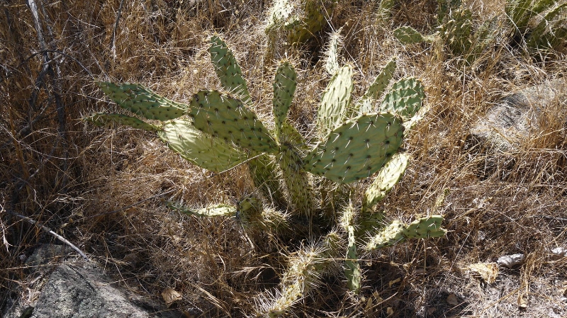 opuntia