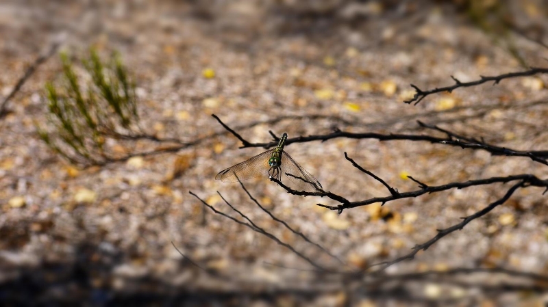 dragonfly