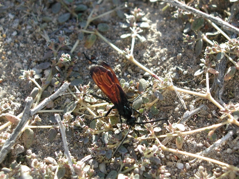 tarantula hawk