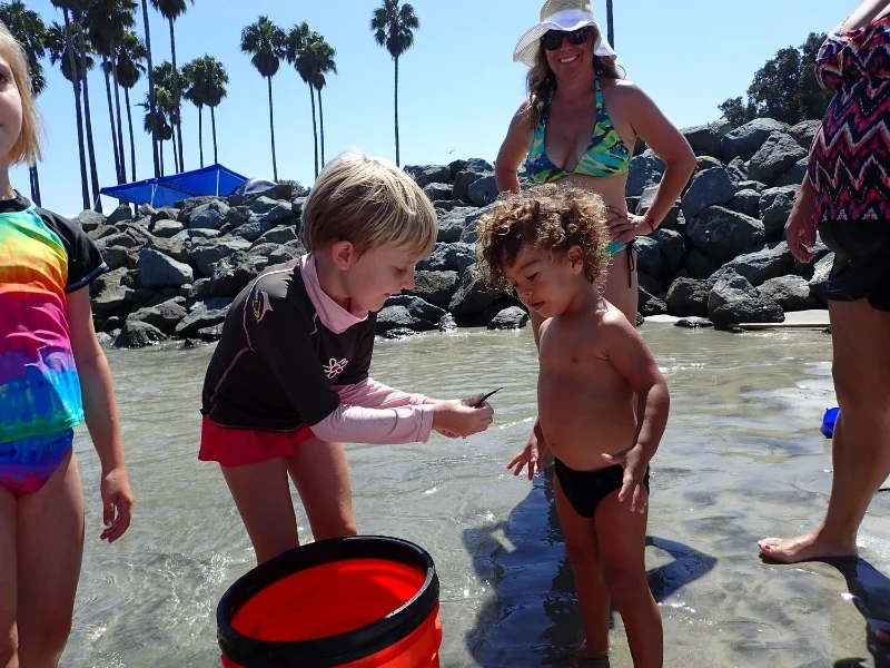 peer mentoring (with a pipefish)
