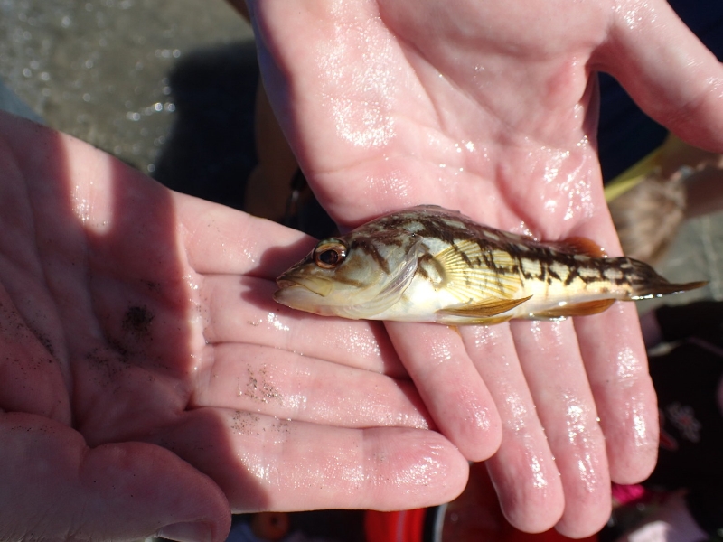 A calico bass (about to be released)