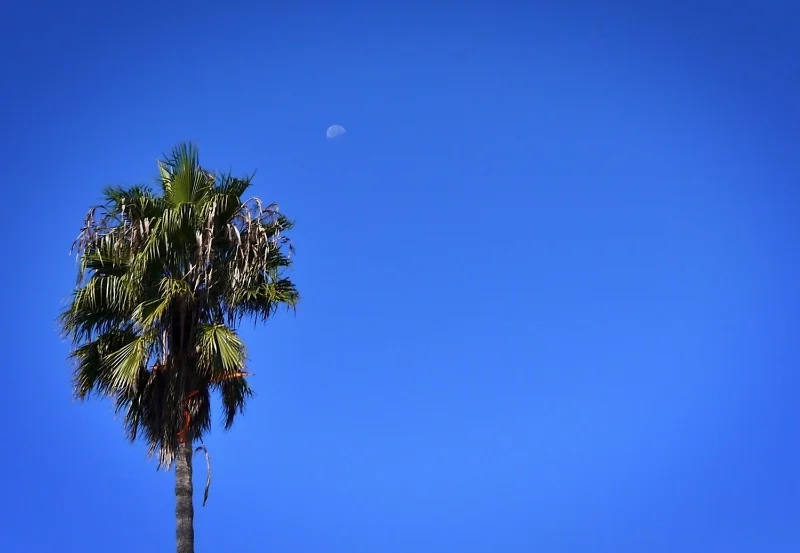 almost harvest moon