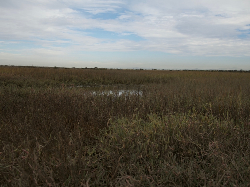 up-close at the model marsh