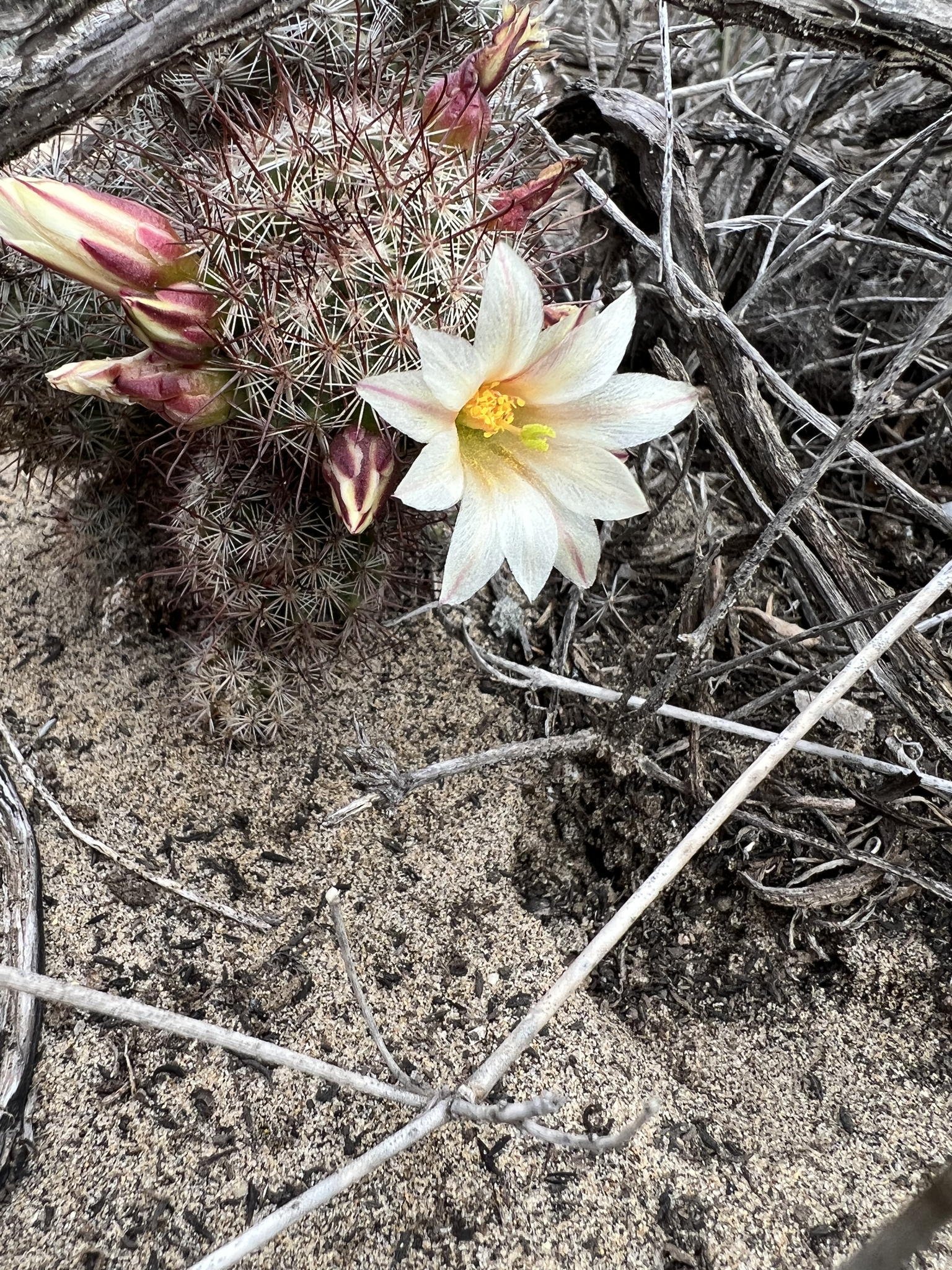 Mammillaria