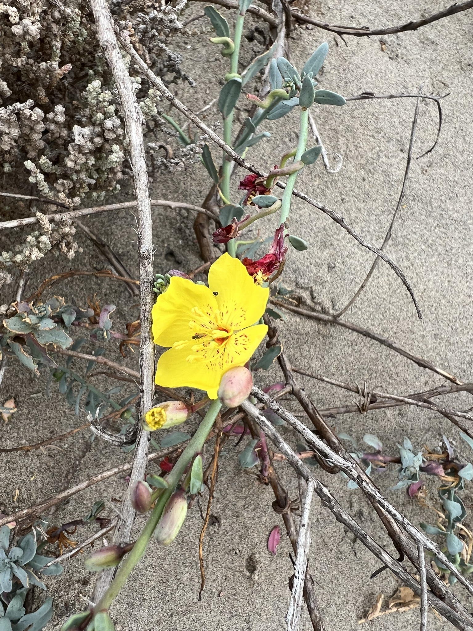 Camissoniopsis cheiranthifolia