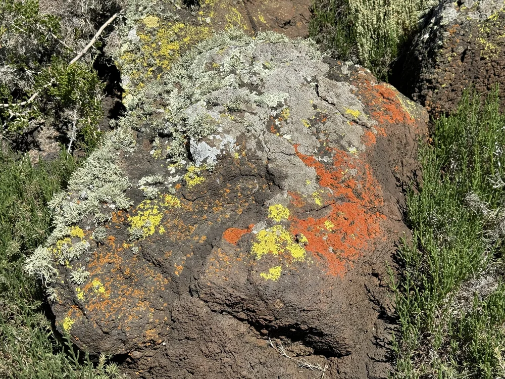 lichens
